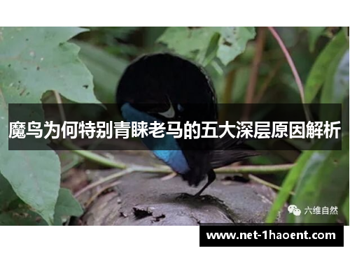 魔鸟为何特别青睐老马的五大深层原因解析 魔鸟为何特别青睐老马的五大深层原因解析